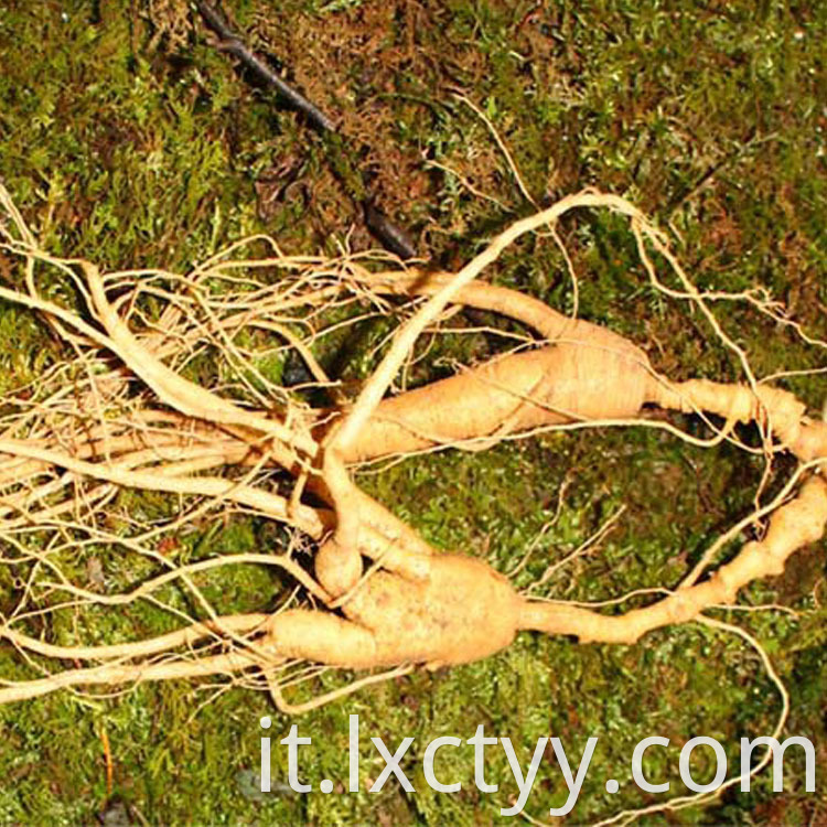 wild ginseng root tea